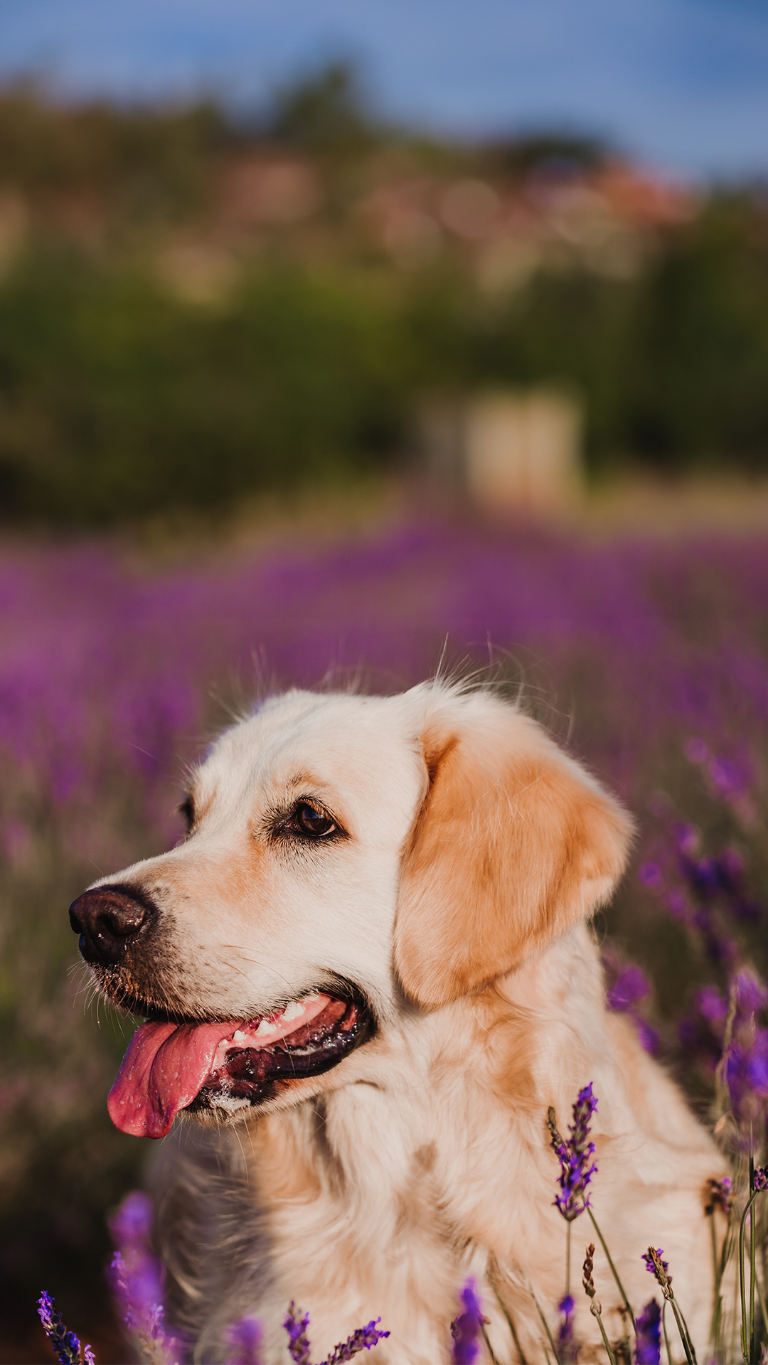 Is lavender plant 2024 toxic to dogs