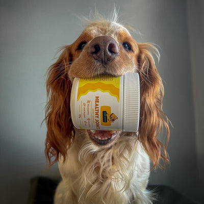 Dear Doggo
