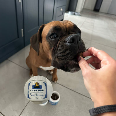 Dear Doggo
