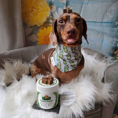 Dear Doggo