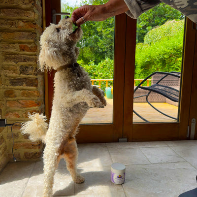 Dear Doggo