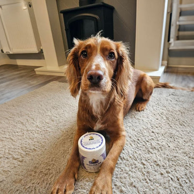 Dear Doggo