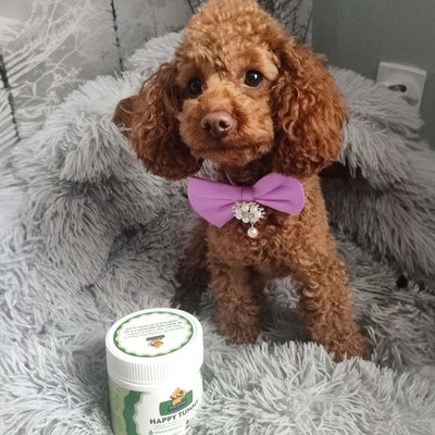 Dear Doggo