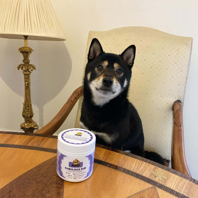 Dear Doggo