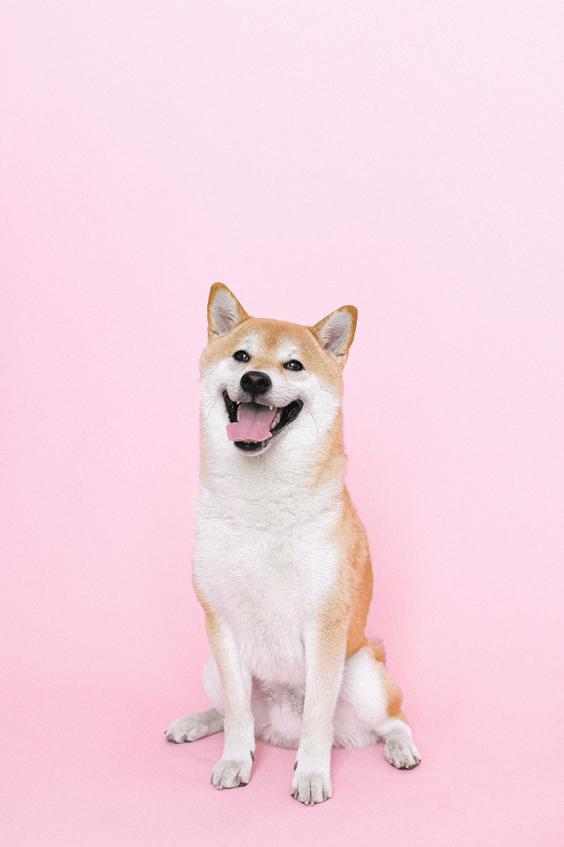 5 Must Do's To Keep Your Dog Happy: A Guide To Optimal Dog Care