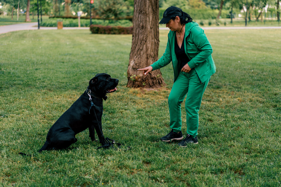 Mastering the Art of Dog Stay: 15 Steps to Polished Obedience