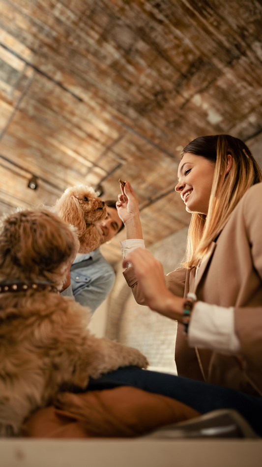 Can Dogs Have Human Food? What You Need to Know