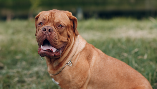 Unveiling the Magnificence: Top 5 Facts About the Dogue de Bordeaux