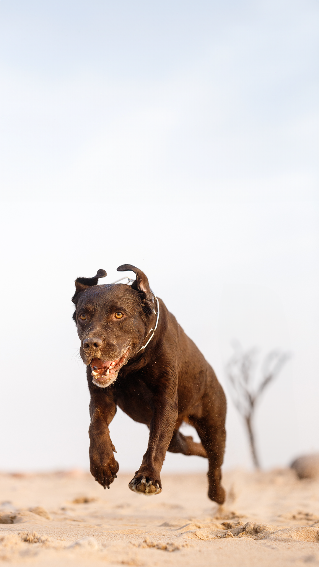 Running Doggo Why Joint Health is Crucial for Your Canine Companion β Dear Doggo