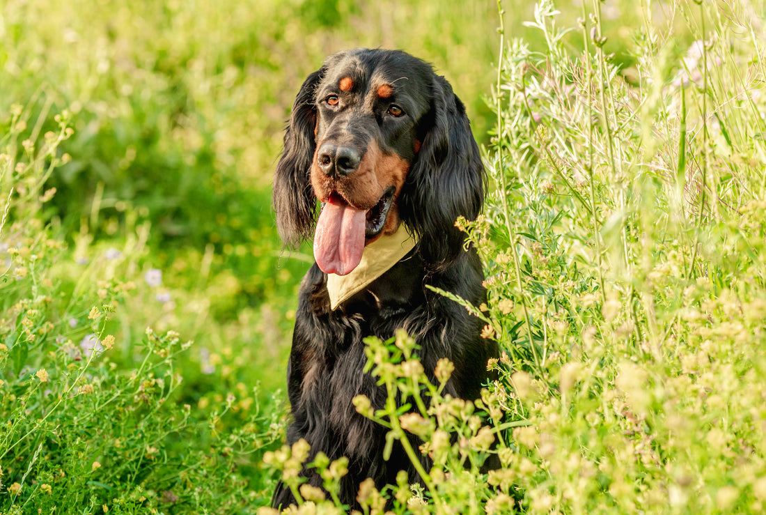 Fur Fabulous: Tips to Keep Your Dog's Coat Healthy and Shiny