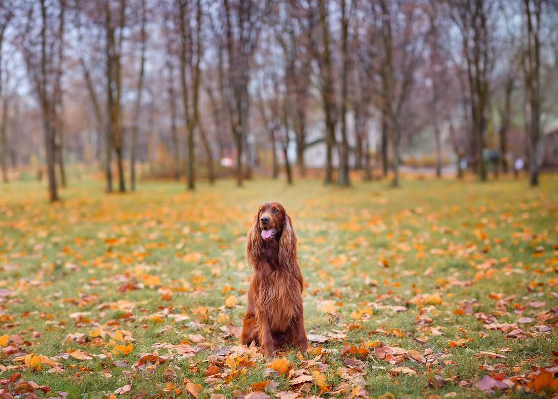 A Guide to Caring for Long-Haired Dogs: Tips for Maintaining Their Luscious Locks