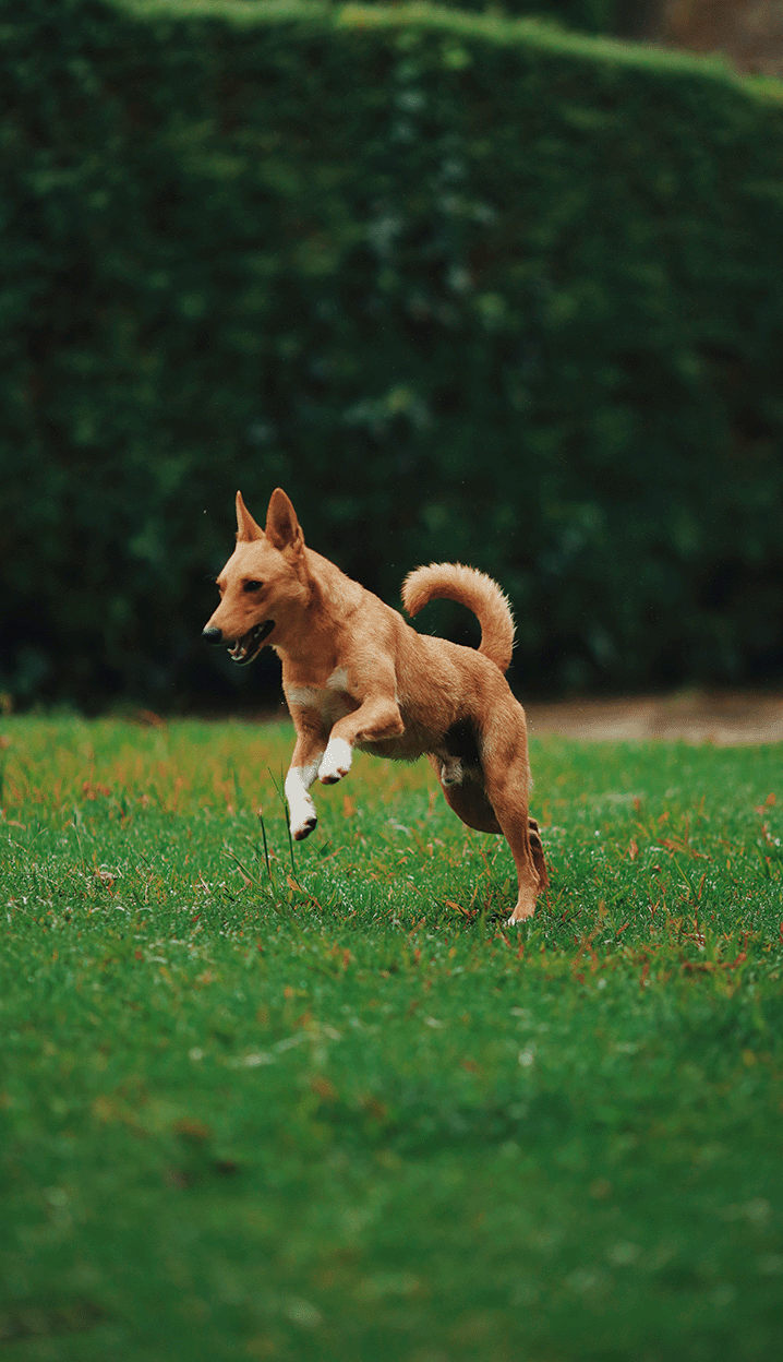 How to Help Your Dog's Digestion and Gut Health: Tips and Strategies
