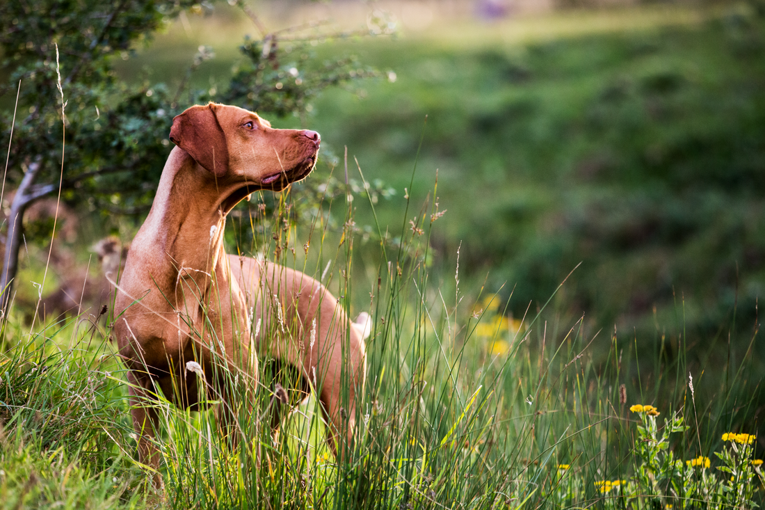 Let's get to know the Vizsla !