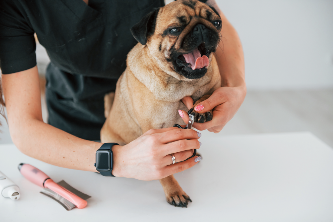 Pug hot sale nail clipping