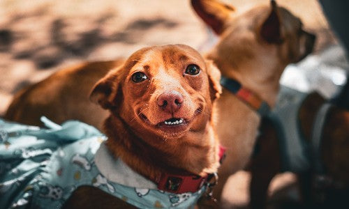 Decoding Dog Tail Language: What Your Doggo's Wagging Tail is Trying to Tell You