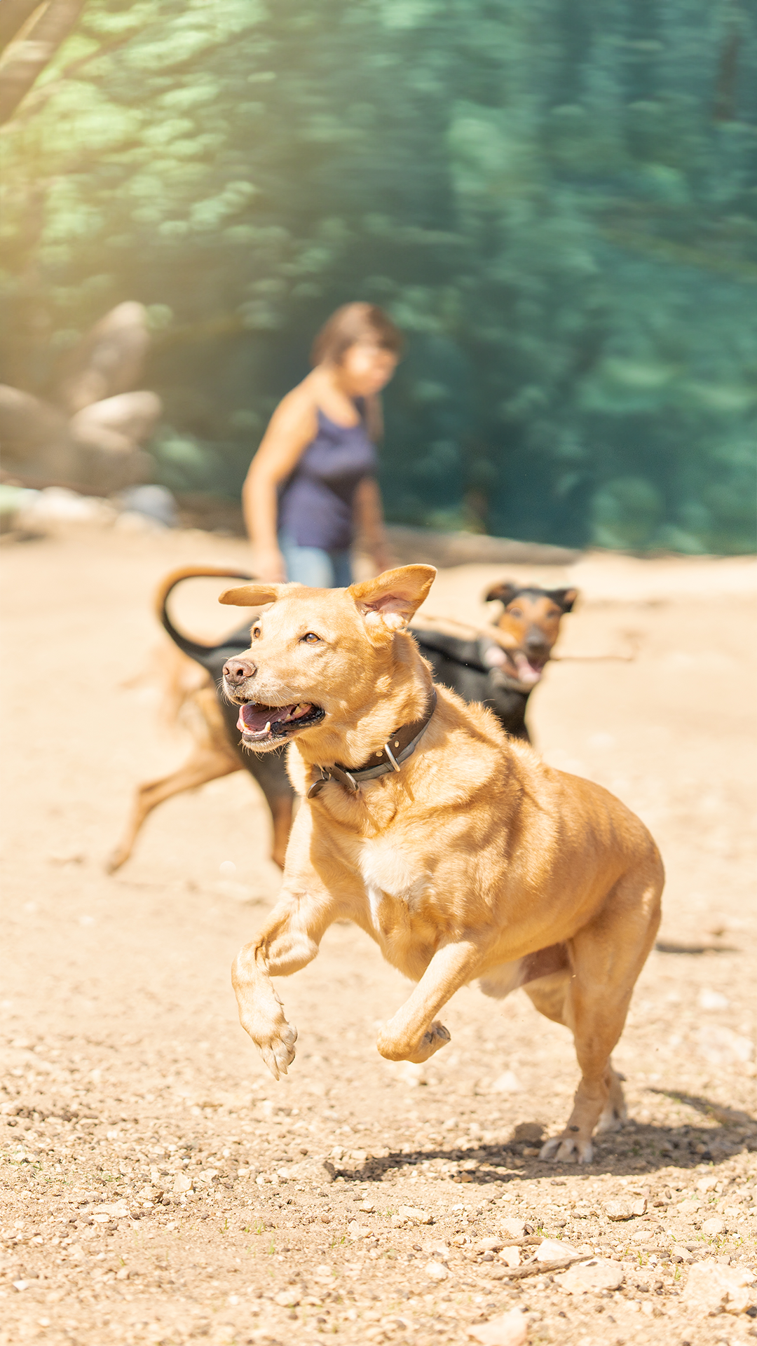Signs Your Dog May Need a Joint Supplement: Understanding Canine Mobility Issue