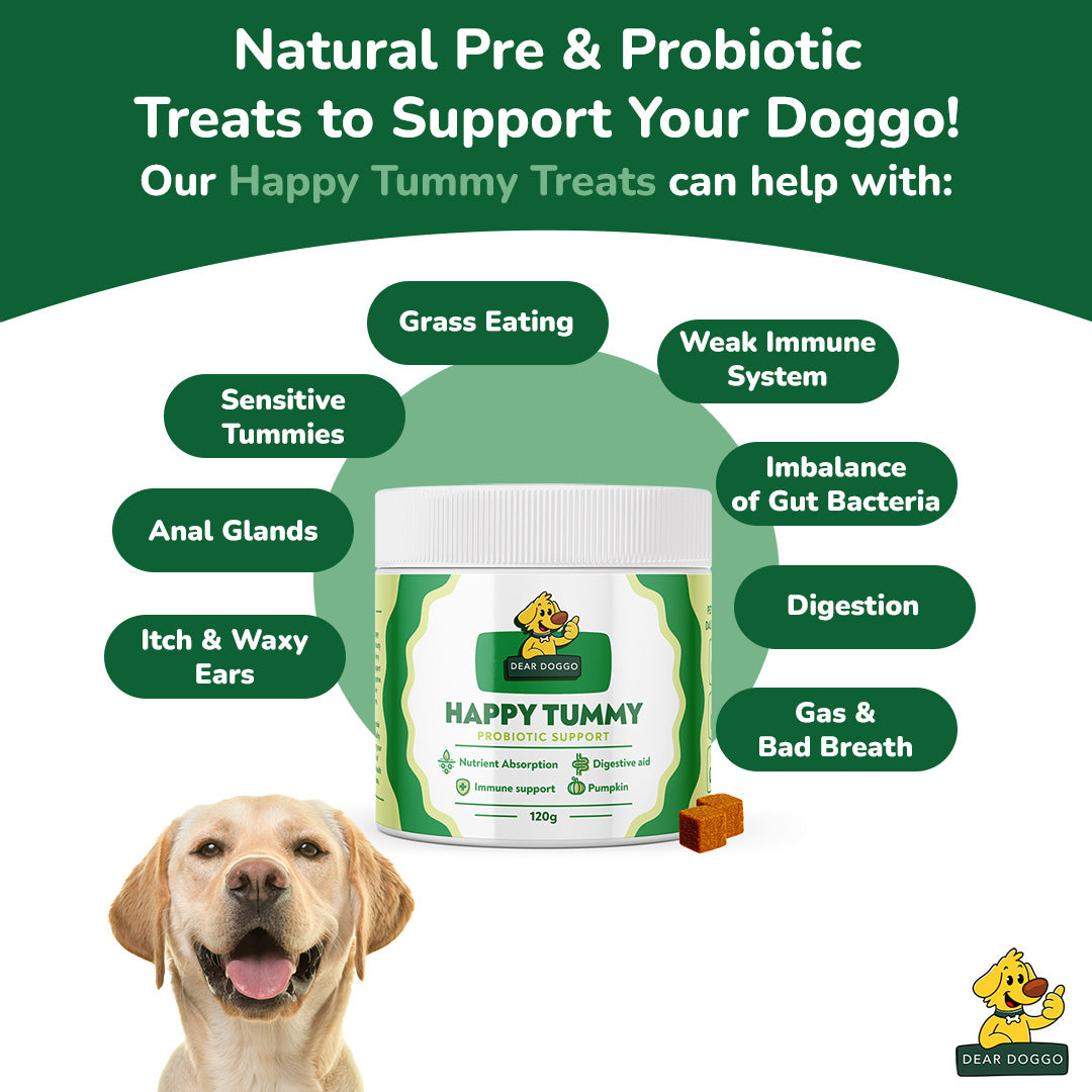 Daily Probiotic Chews