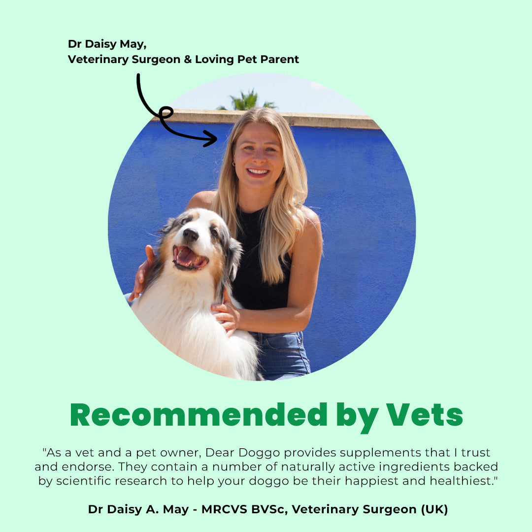 Doggo Daily Dear Doggo | Daily Probiotic Happy Tummy Chews for Dogs